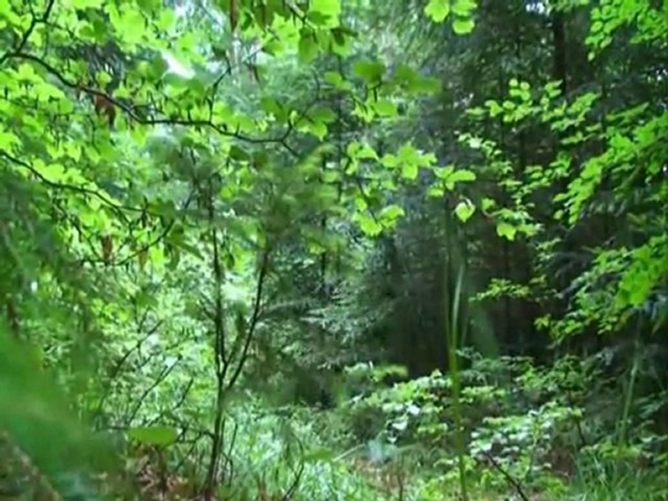 Vidéo officielle Auvergne Softair 2010