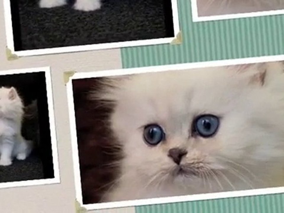 Fidji des Persans de Fannie, fem persan chinchilla