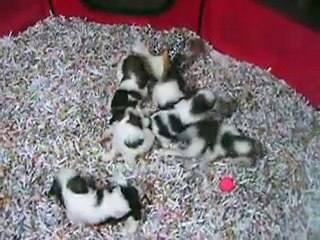 des petites news vidéo du 28 08 2010 des B.B à 4 semaines...