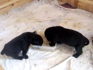 vidéo des chiots dans la gamelle 1er test