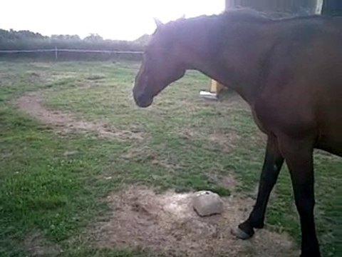 VID 00001-20100805-1837