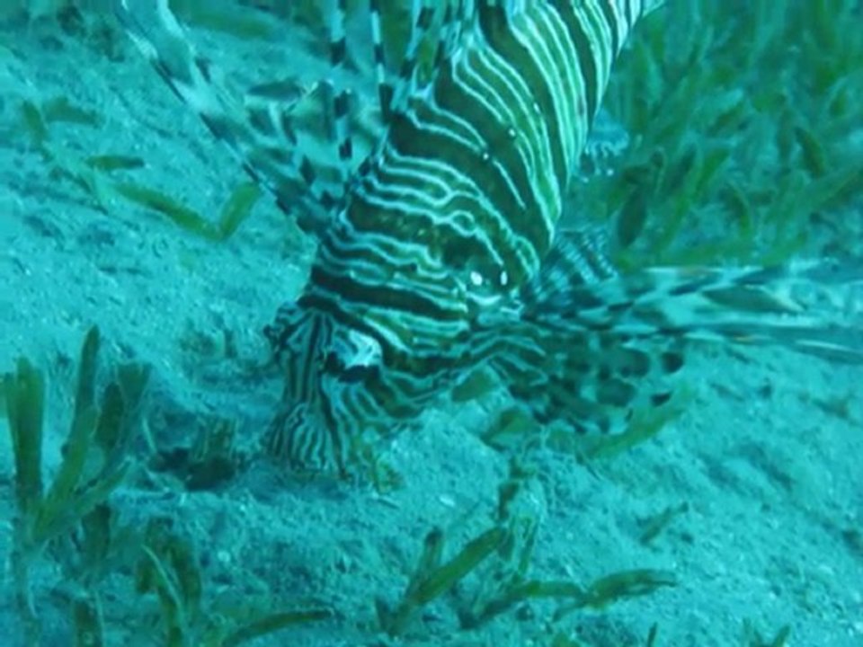 17112008_unterwasser