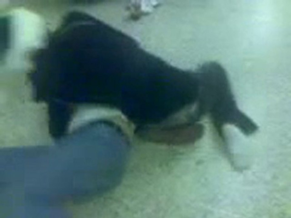 Cat Fight for Magnit
