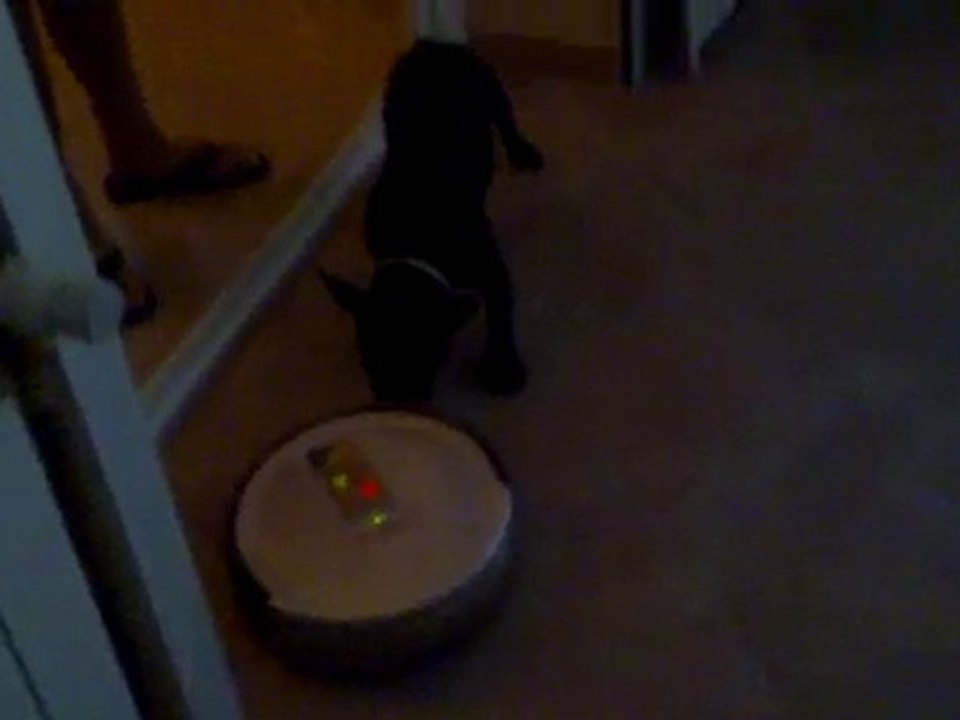 LES LOULOUS ET L'ASPI