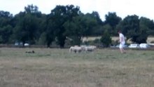 Continental Sheepdog Championship 2010 - Pascal Bourdon