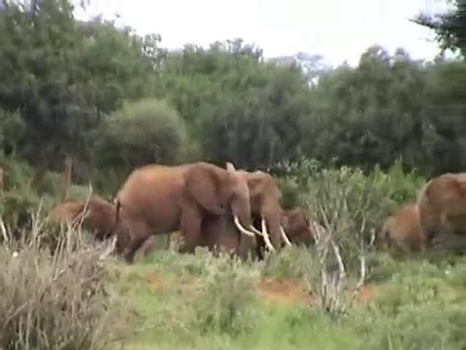 SAFARI AU KENYA