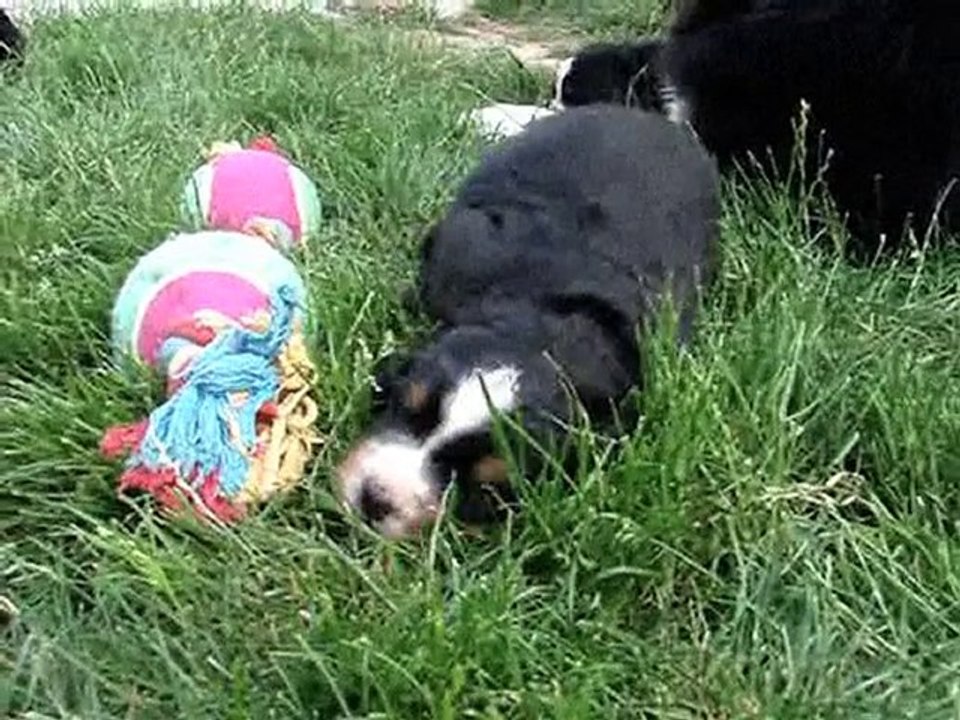 Chaplyn x Djazz 2010