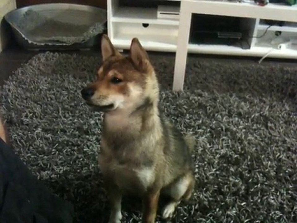 Eve entend un shiba