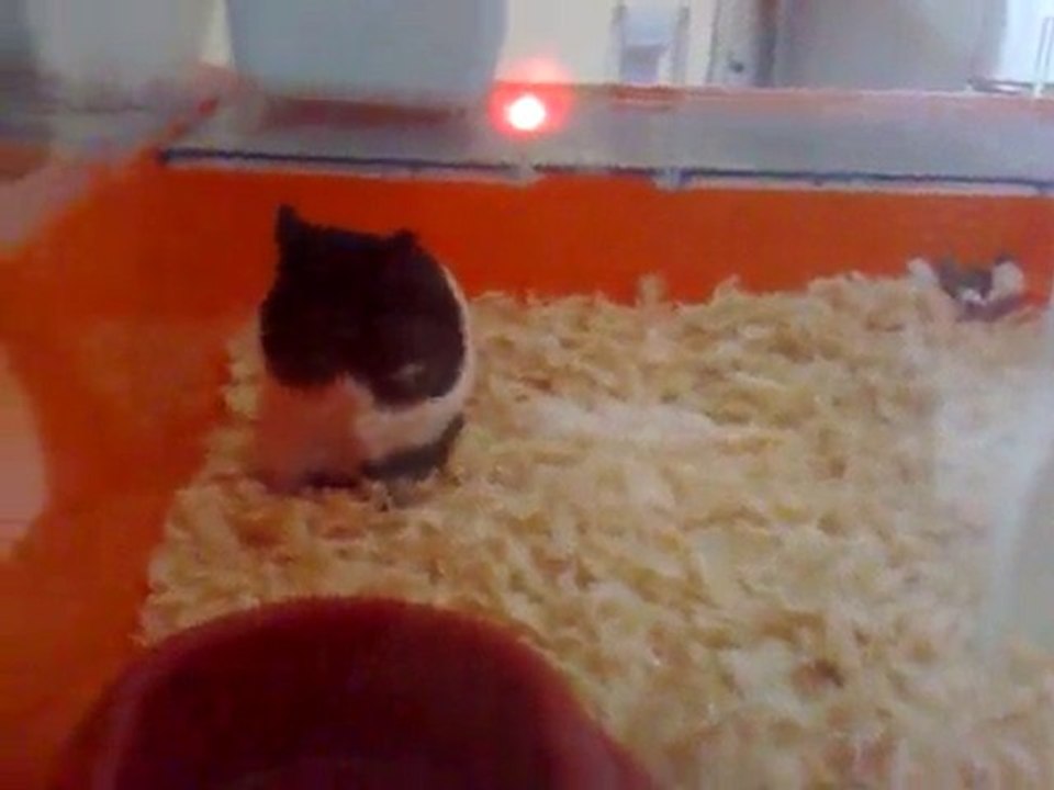 Petit Hamster