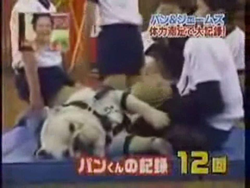 Chimpanzee and dog