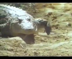 Şu Timsahın Yaptığı Nasıl Açıklanır www.sanalsorf.com