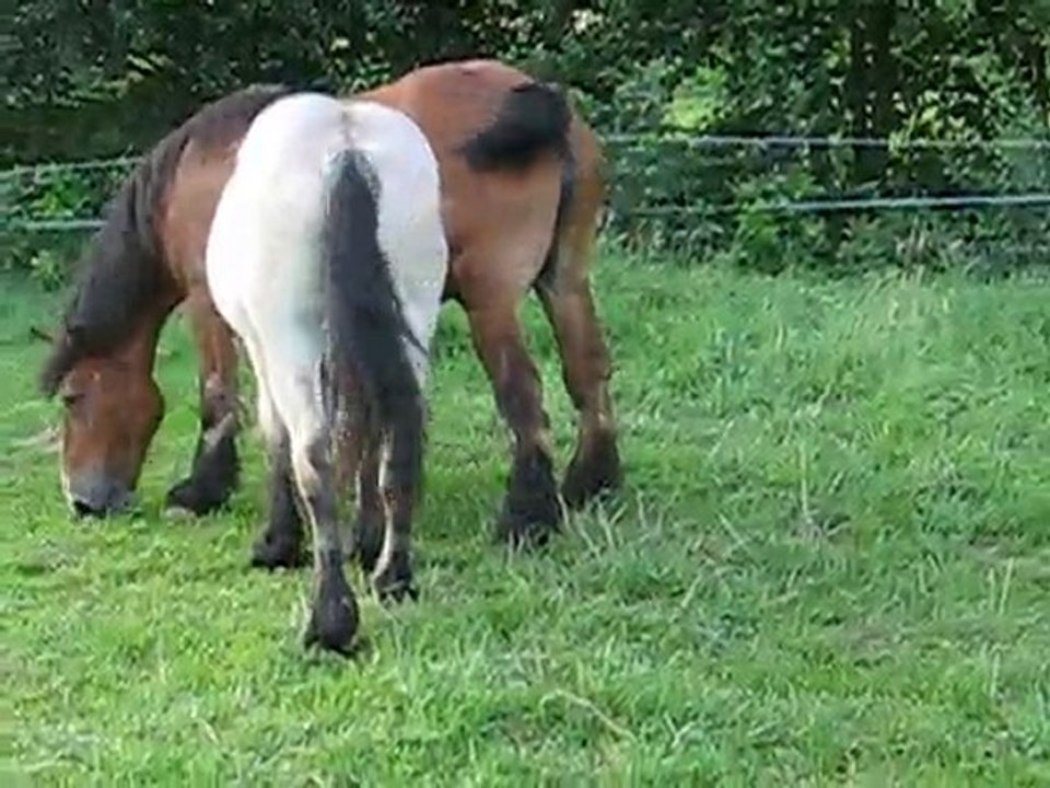 Cheval de trait 2