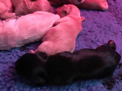 on essaie de tenir sur nos pattes.....