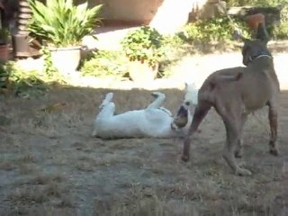 Jeu des fofolles