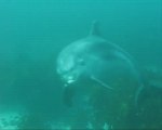 Bottlenose Dolphin @ Labrid Channel Poor Knights Islands NZ