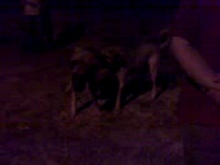 TUZKÖYLÜ SİLER VE AVONOSLU HÜSNÜ..