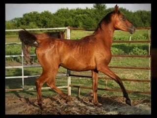 Beautiful Bay Arabian Filly For Sale On PerfectSteed.com