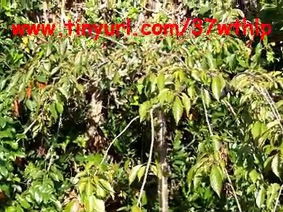 Hd Flip Ultra - alternative