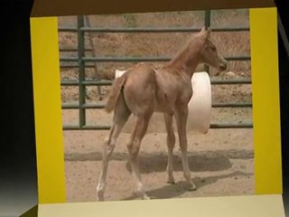 Half-Arabian Colt For Sale on PerfectSteed.com