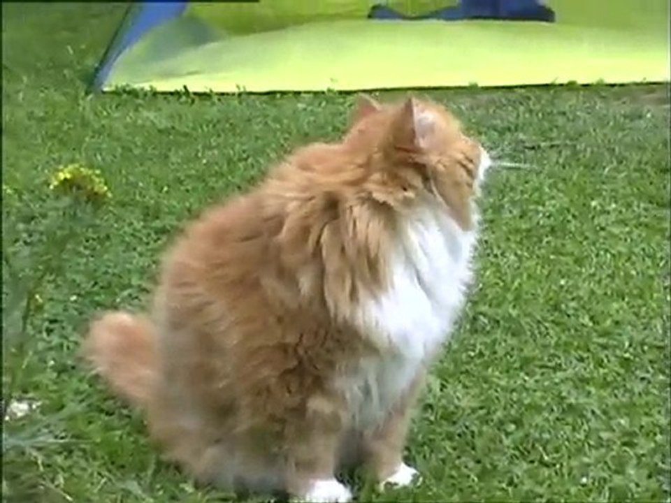 LE CHAT FEFE OBSERVATEUR