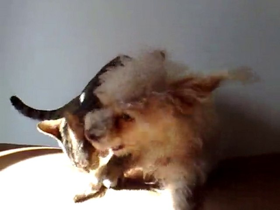 COMO PERROS Y GATOS - https://www.videntemalaga.com