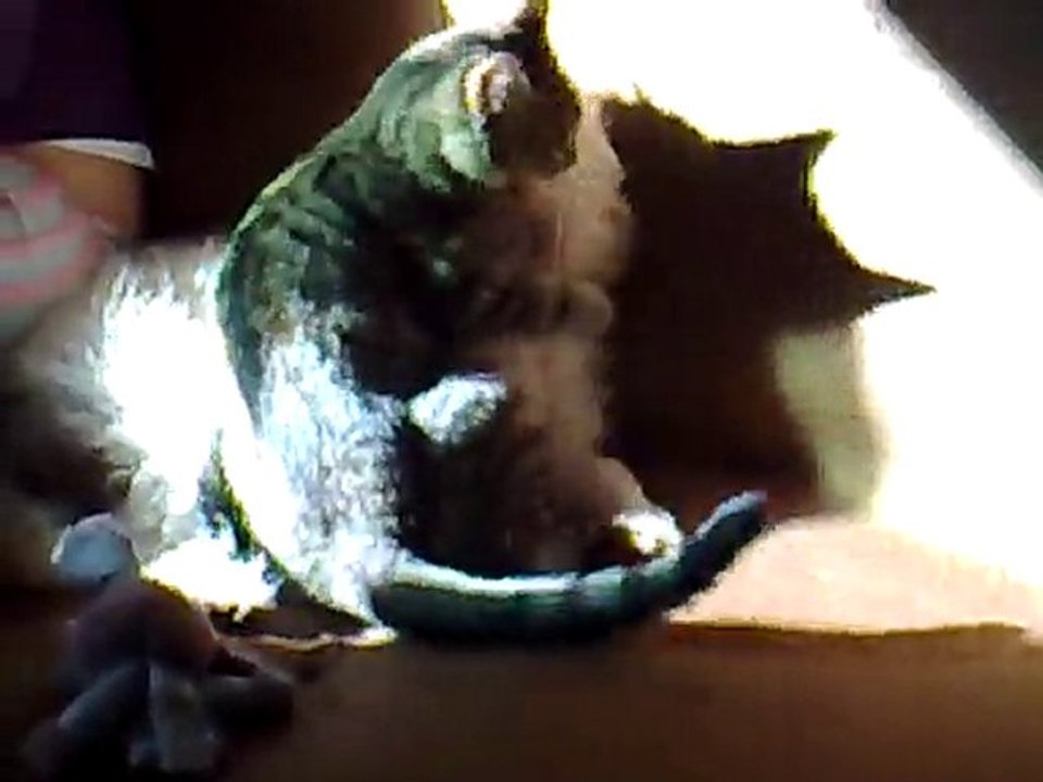 LA VERDAD SOBRE PERROS Y GATOS - DOGS AND CATS - www.videntepatricio.com