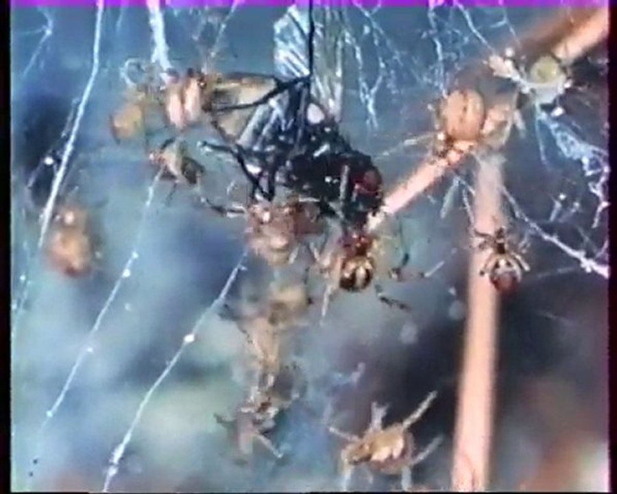 Les inventions de la vie 17 : La guerre des mouches 2