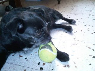 ma chienne et sa balle