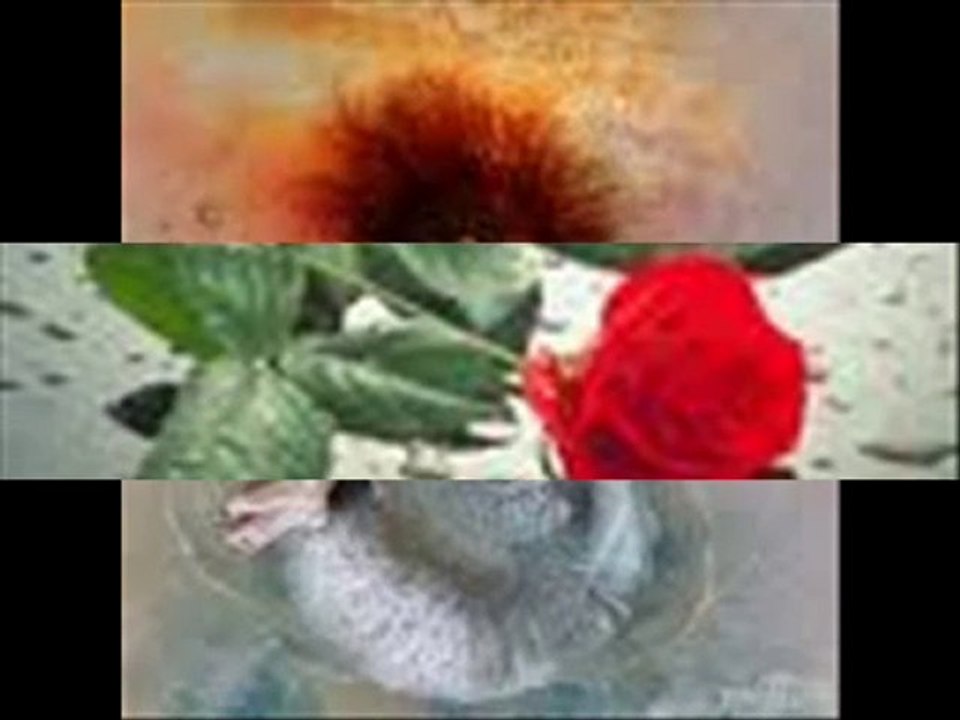 Mc Sonveda Feat Mc-MuZe MiSs-Feride Bin Umutla Bekledim seni