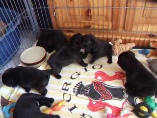 les bébés de diane et ferro à 30 jours