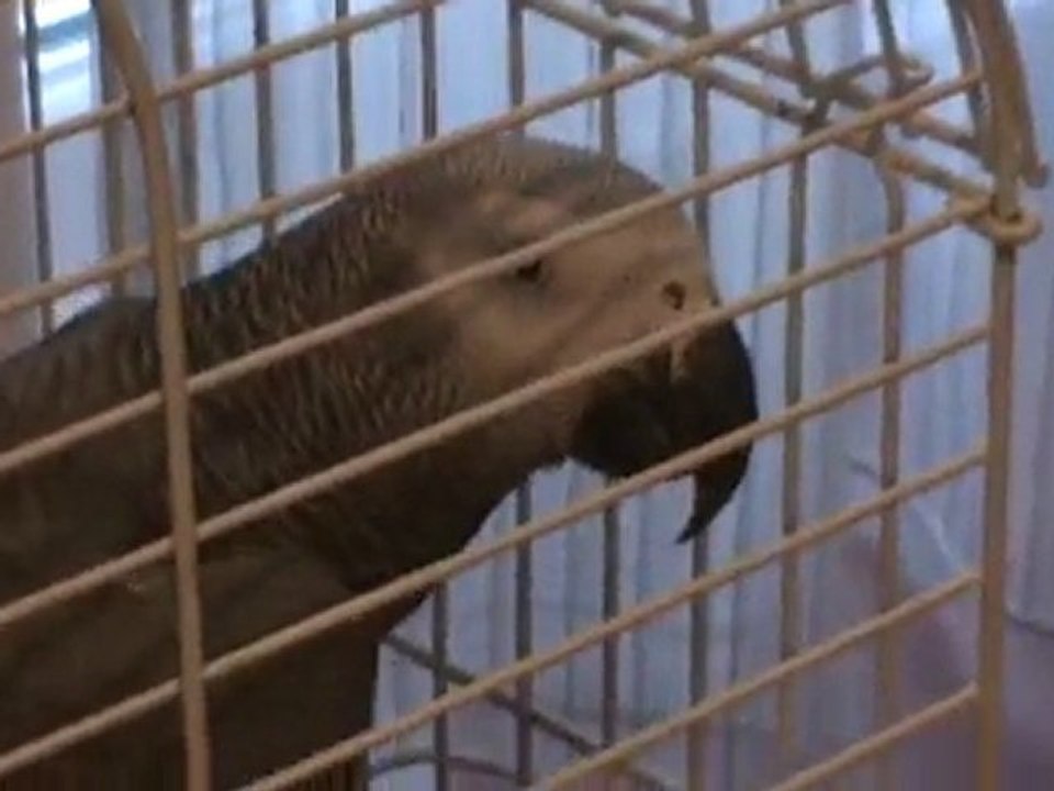 Maximus Chattering - Maşuk Muhabbet Ediyor