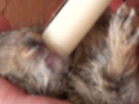 Capitulo 1 Gazapos conejitos de campo, small baby rabbits