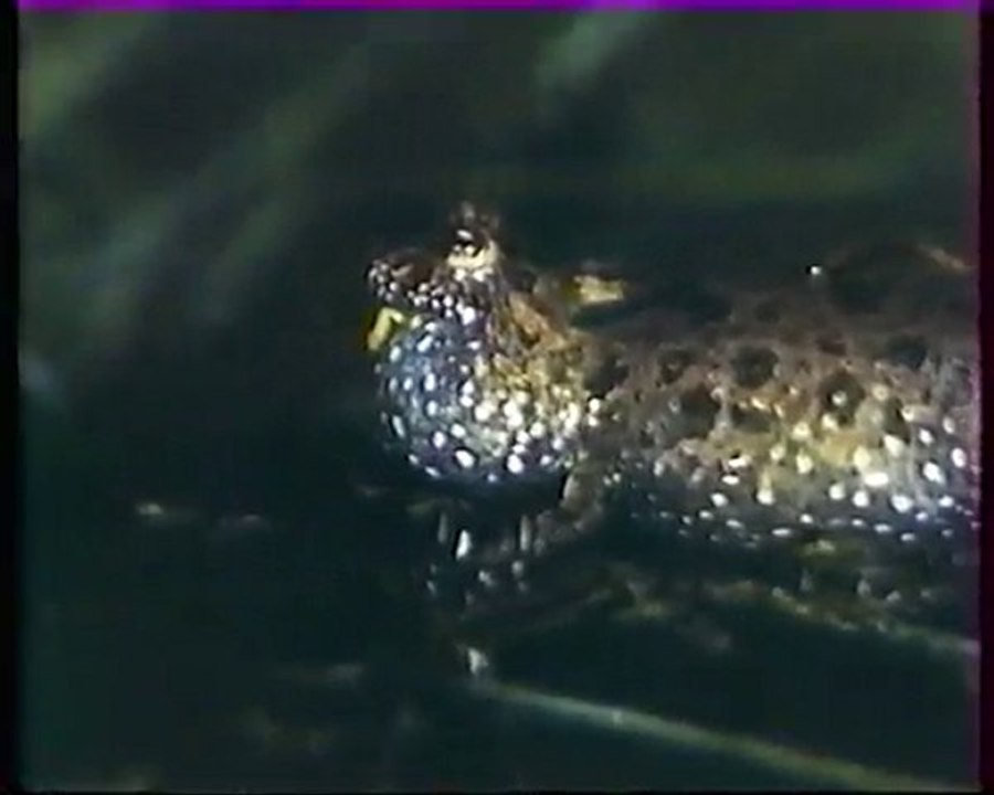 Les inventions de la vie 18 : La bave du crapaud 1