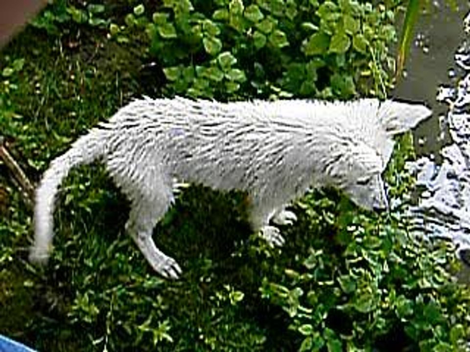 Concert de chiens été 2006