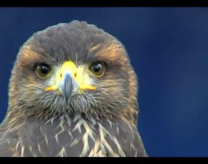 19ème salon des Plaisirs de la Chasse et de la Nature