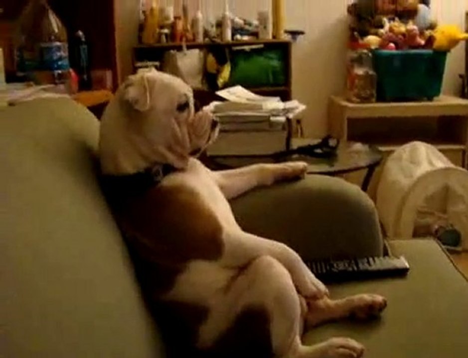 dog - www.oyunyerimiz.com