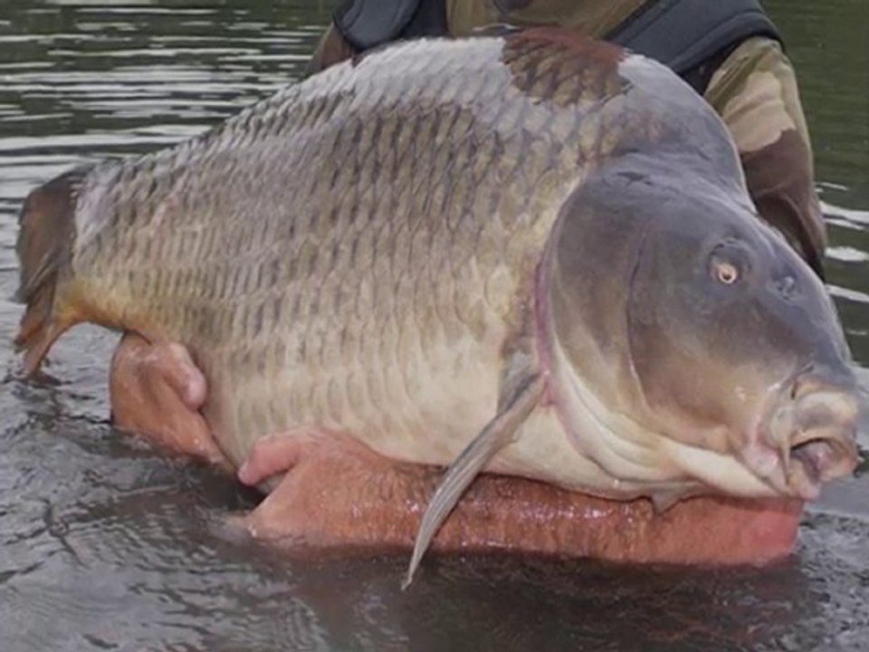 Plusieurs captures de monstrueuses carpes n°1
