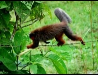 Newly Discovered Monkey Nearly Extinct