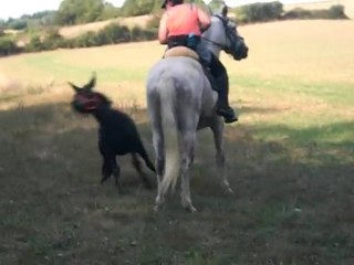 27aout10 moi-paso galop et uvalou en liberté qui suit