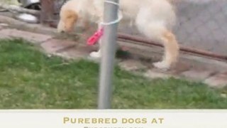 Golden Retriever puppies playing