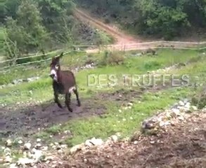 MONTAGE BANDE ANNONCE 352x288  mp4