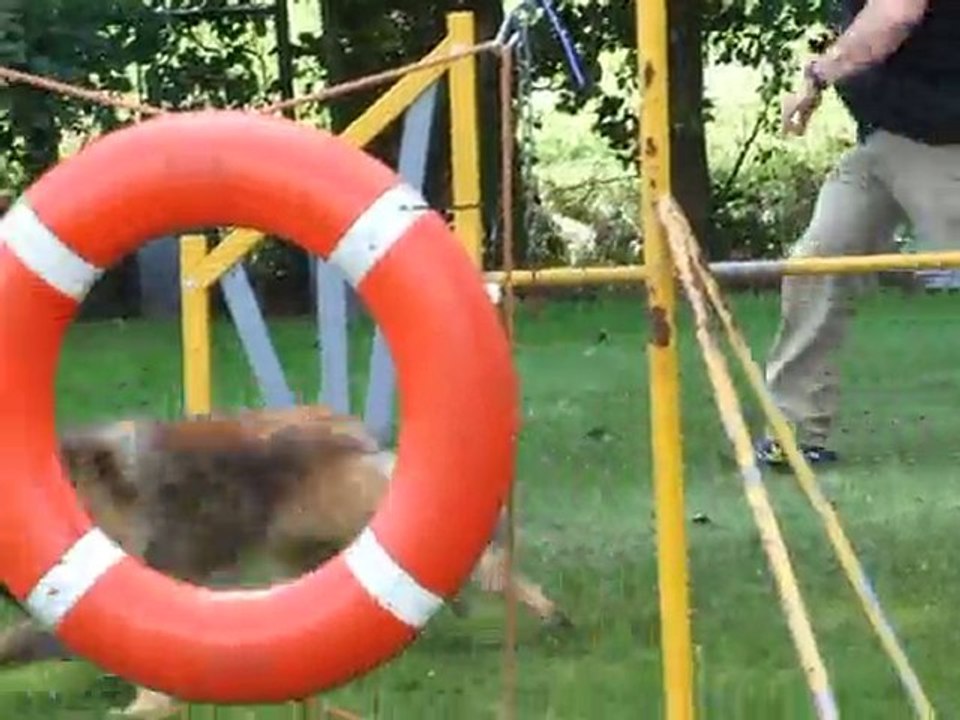 Freezby jumping hond en gezel Brugge