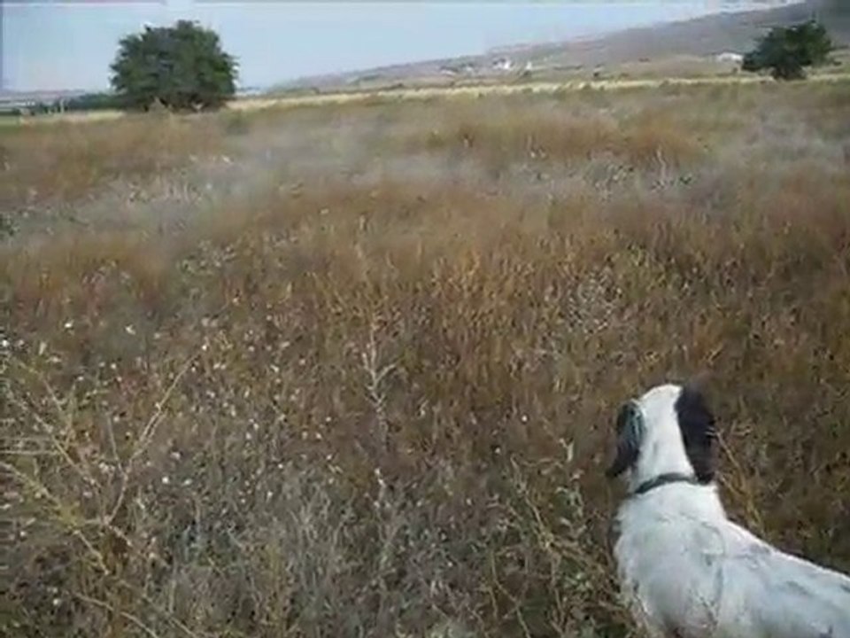 ferma boş ama iyi