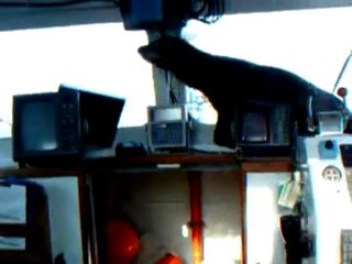 SNTV - Sea Lion tries to steal the show