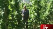 Les viticulteurs de Savoie se mettent au Bio !