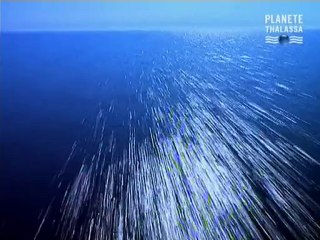 Mega-Tsunami , La Vague Fatale (3)