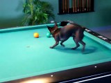 Chihuahua jouant au billard [Humour Buzz]