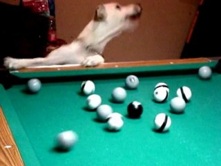 SNTV - There's a new pool hound in town, Halo loves to play pool