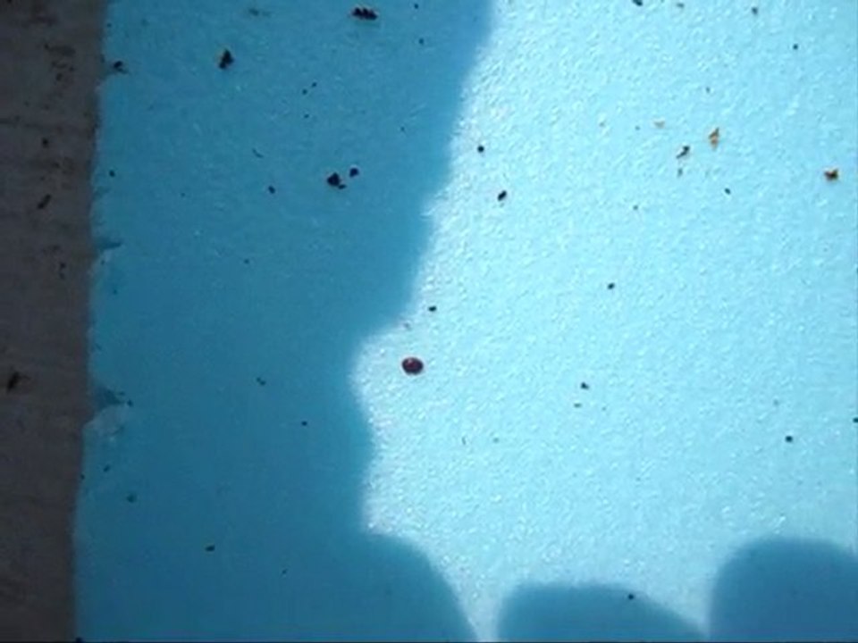canlı varroa