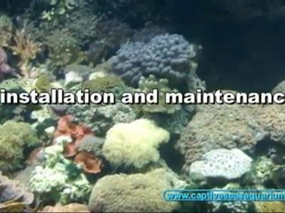 Custom Aquarium Designs